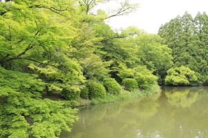 いつもの池